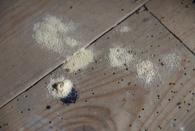 Insekter æder tagkonstruktionen indefra