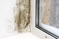 Skimmelsvampesager under den kommunale tilsynspligt
